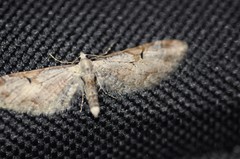 Eupithecia nevadata