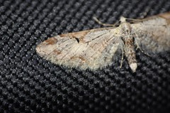 Eupithecia nevadata