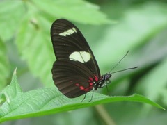 Heliconius sara sara