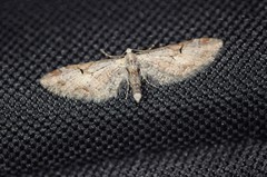 Eupithecia nevadata