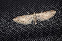 Eupithecia nevadata