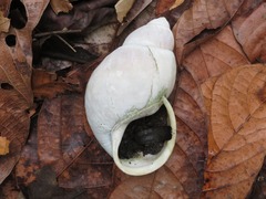 Megalobulimus popelairianus