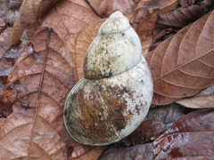 Megalobulimus popelairianus
