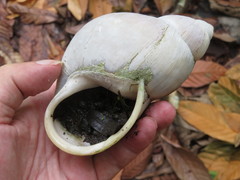 Megalobulimus popelairianus