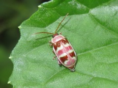 Asphaera meticulosa