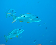 Lutjanus monostigma