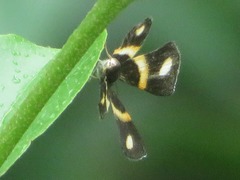 Parcella amarynthina