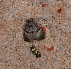 Acatapaustus mesoleuca