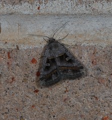 Acantholipes juba