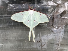 Actias neidhoeferi