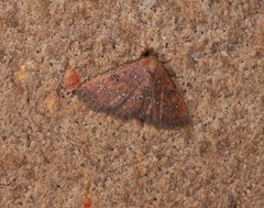 Cerynea trogobasis