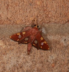 Chalcidoptera emissalis