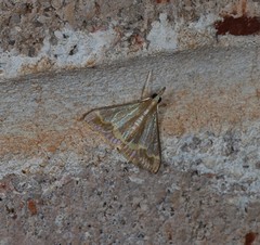 Clupeosoma pellucidalis