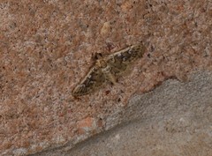 Cotachena fulvomarginalis