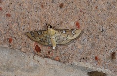 Cotachena hicana