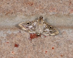 Dysallacta megalopa
