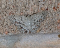 Epipristis oxyodonta