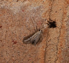 Euclasta maceratalis