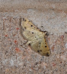 Herpetogramma cynaralis