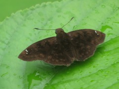 Nisoniades