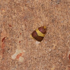 Heterallactis phlogozona
