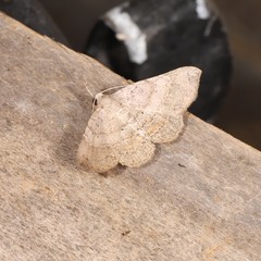 Heterormista modesta