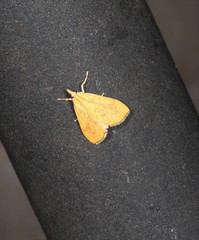 Hyalobathra brevialis