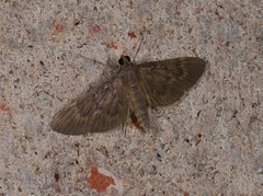 Hymenoptychis sordida