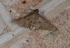 Hypospila dochmotoma