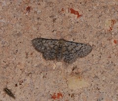 Idaea ferrilinea