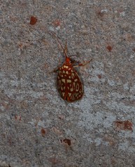 Lactura erythractis