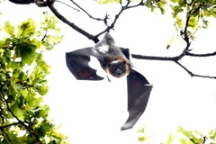 Pteropus poliocephalus