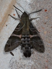 Macroglossum errans