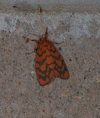 Miltochrista quadrilineata