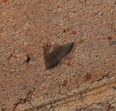 Mataeomera punctilinea