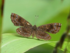 Calephelis aymaran