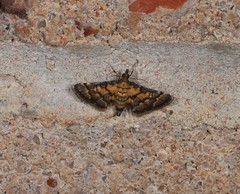 Metasia polytima