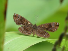 Calephelis aymaran