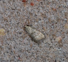 Narangodes