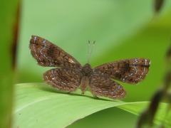 Calephelis aymaran