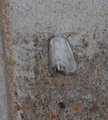 Niphopyralis chionesis