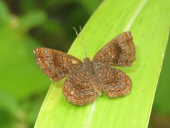 Calephelis aymaran