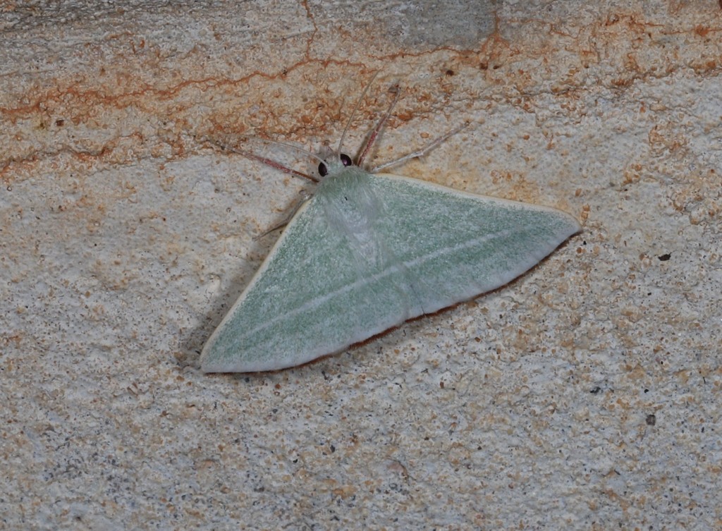 Oenochroma infantilis