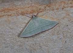 Oenochroma infantilis