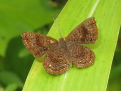 Calephelis aymaran