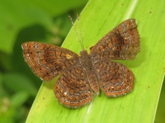 Calephelis aymaran