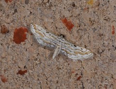 Parapoynx dentizonalis