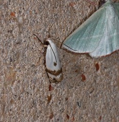 Plectophila
