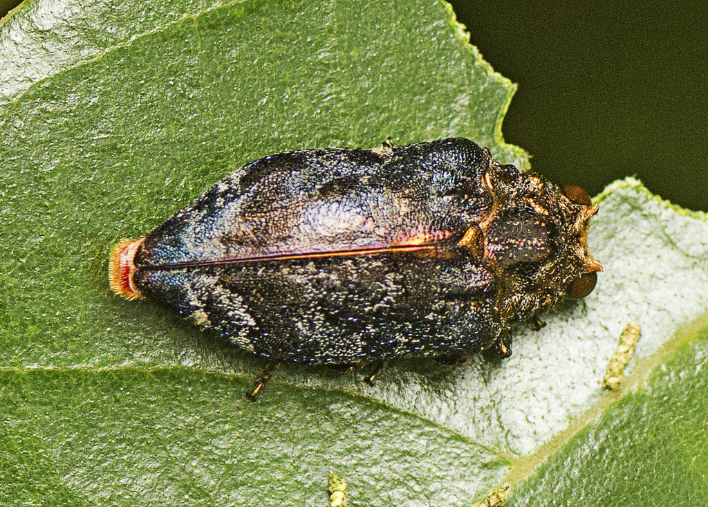 Hypocisseis latipennis