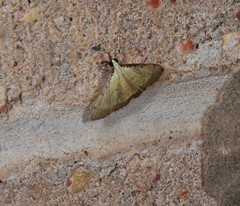 Pseudonoorda metalloma